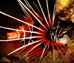Spectacular lionfish at night in the Red Sea. Macro setti... by Steven Withofs 